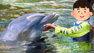 ハワイ【シーライフパーク】イルカと遊ぶ！ドルフィン･エンカウンター
