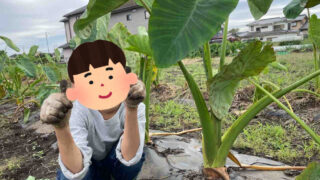 【あきる野 東京地球農園】苗植え＆収穫で子供に食育を！小学生と幼児と農業体験！