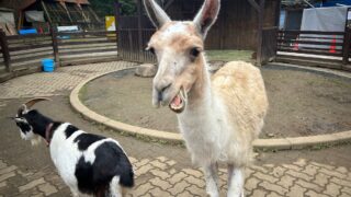 2024年【秩父 宝登山】小学生と登った！山の上にある動物園が楽しい！